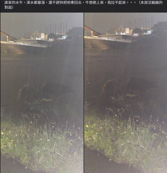 原PO呼吁饲主快点把水牛牵回家，否则溪水暴涨恐发生意外。(图／新竹大小事)