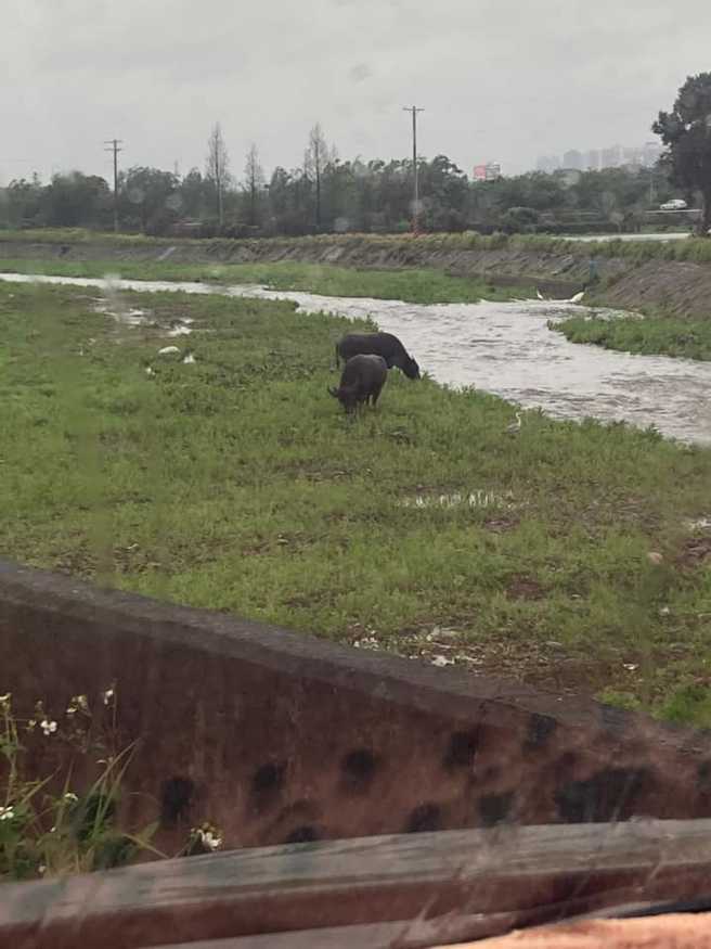 当地人表示，这两头水牛已经待在那边数十年，见识过这种大风大浪，饲主也出面回应，直说水牛们超爱玩水，还会故意跑到水深的地方潜水。(图／新竹大小事)