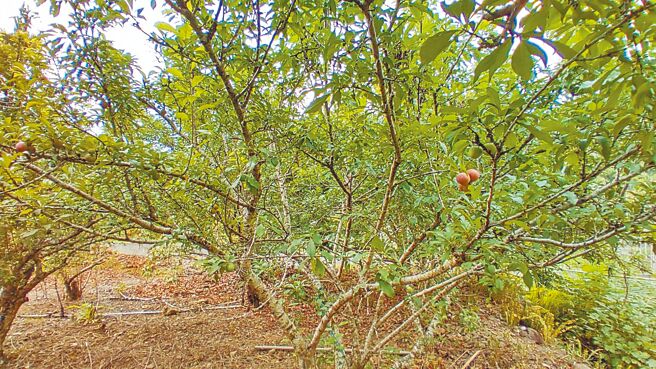 桃源区红肉李今年受气候影响，产量创下有史来最少一次，树上可见红肉李寥寥无几。（桃源区公所提供／林雅惠高雄传真）