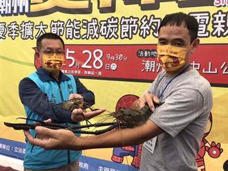 潮州賽神蝦冠軍出爐！母蝦與手臂同長破紀錄 全場驚呼