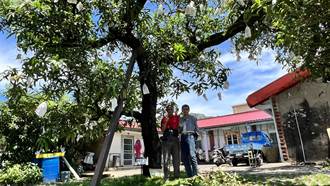 台灣第一棵愛文芒果樹60歲了！今年仍健壯結296顆芒果