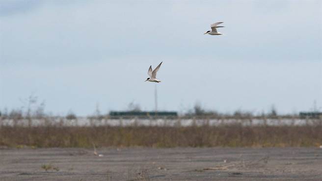 飛翔中的小燕鷗。（海洋保育署提供／林瑞益高雄傳真）