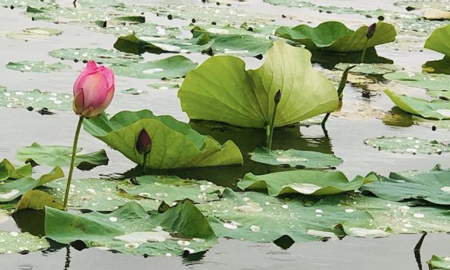 朱國珍》凌性傑 荷花般脫俗的美。(圖/愛傳媒提供)