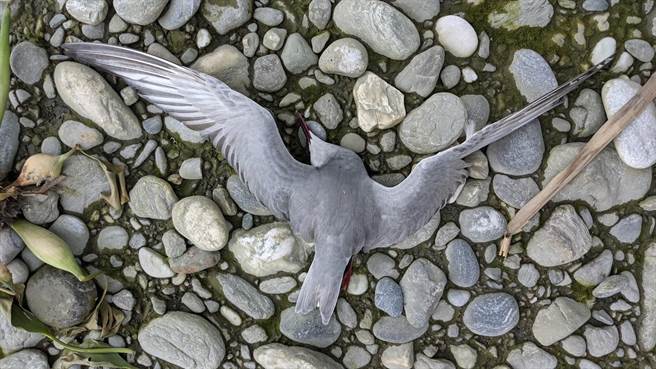 花蓮溪出海口沙丘灘驚見為數不少的鳥屍。（花蓮縣野鳥學會提供／王志偉花蓮傳真）