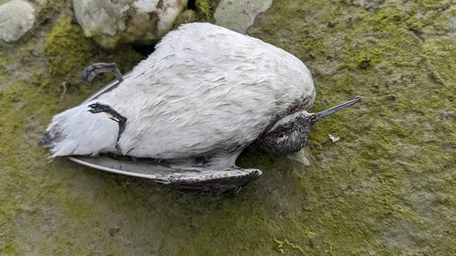 花蓮溪出海口發現有大量鳥類異常死亡，慘不忍睹。（花蓮縣野鳥學會提供／王志偉花蓮傳真）