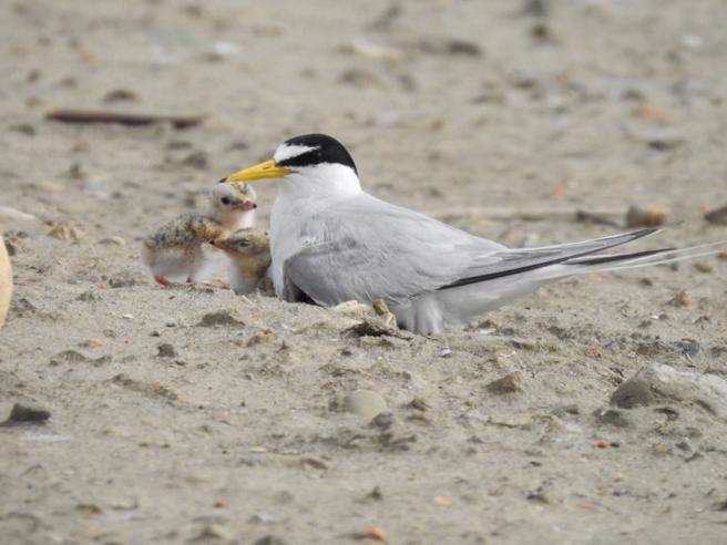  海保署表示，喜歡在海岸開闊砂礫地築巢的保育類小燕鷗，近期發現多處繁殖地遭野狗入侵、人為干擾，呼籲民眾到海岸活動務必留心、切勿騷擾或傷害，以免觸法。（圖/ 中央社）