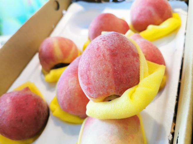 果树专家卢柏松28日受访表示，今年春天雨水丰富影响台东地区水蜜桃结果，且今年到5月间普遍低温，也影响了果实晚熟，让台东水蜜桃较往年晚了约半个月才上市。（图/ 中央社）