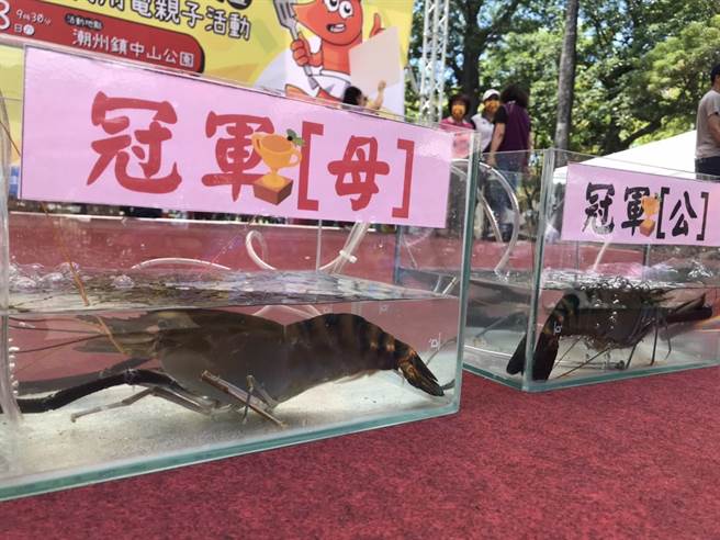 第4屆潮州賽神蝦28日登場，公蝦與母蝦冠軍都由首次參賽的莊大申獲得，當中身形與手臂同長的母蝦以256公克破比賽紀錄。（謝佳潾攝）