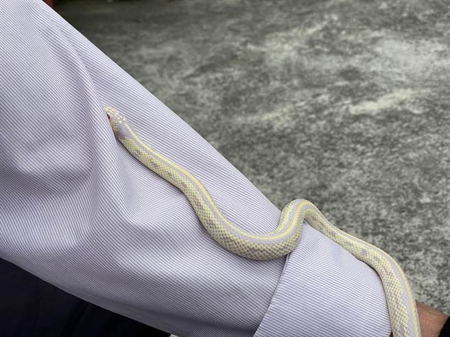 苗栗市新川里盧姓民眾住處近日出現一條罕見的白蛇。（讀者提供／謝明俊苗栗傳真）