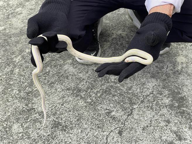 苗栗市新川里盧姓民眾住處近日出現一條罕見的白蛇，經農業處鑑定可能是玉米錦蛇。（讀者提供／謝明俊苗栗傳真）