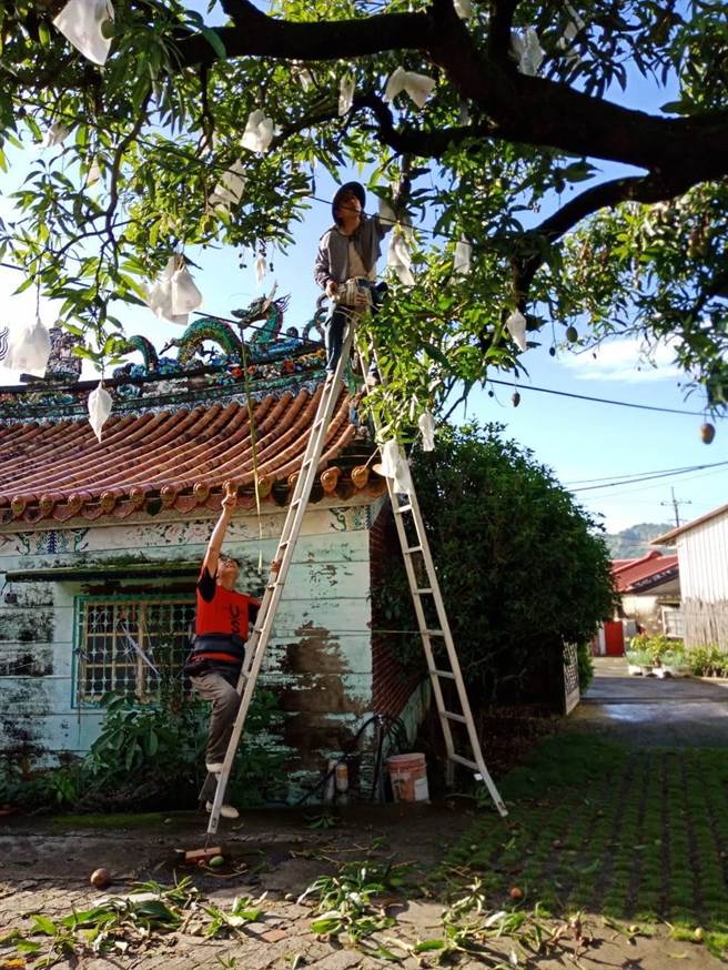 台灣第一棵愛文芒果樹大約2層樓高，將上方的芒果套袋時得架梯並小心作業。（王瓊興提供／張毓翎台南傳真）
