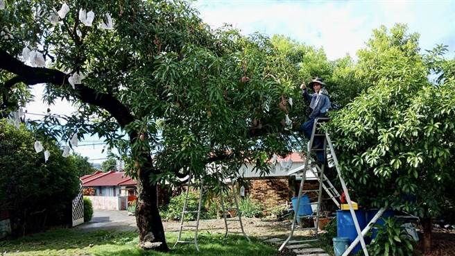 台灣第一棵愛文芒果樹大約2層樓高，將上方的芒果套袋時得架梯並小心作業。（王瓊興提供／張毓翎台南傳真）