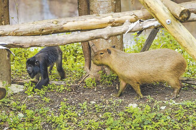 黑吼猴对新邻居水豚相当感兴趣，甚至下到地面尝试更近距离的接触。（台北市立动物园提供／游念育台北传真）