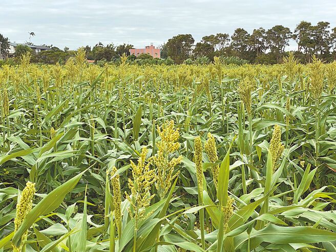 桃園市去年高粱種植面積37公頃、今年高粱種植規畫面積174公頃，民代為農民請命，期盼能提高金門酒廠收購價格。（桃園市農業局提供／賴佑維桃園傳真）
