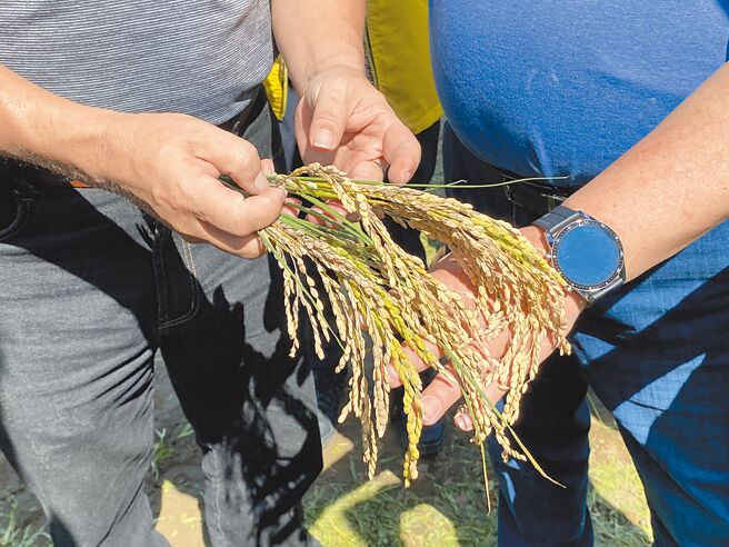 嘉義縣有農民反映，因連日下雨，稻田出現空包彈的情形。（張亦惠攝）