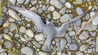 花蓮溪出海口驚見大批鳥屍 送檢驗出H5N1