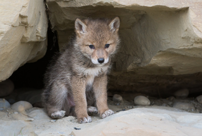 美国一户人家收养流浪幼犬，未料越养长相越奇怪，带去检查才知道竟是「东部郊狼」。(示意图/达志影像)