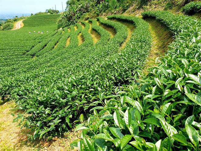 44岁的林立伟为「玉露茶园」的茶二代，与38岁的弟弟林承伟联手经营，茶园种植面积约5公顷，为国内有机茶品质评鑑竞赛常胜军，堪称有机茶王代名词。（玉露茶园提供／吴佩蓉宜兰传真）