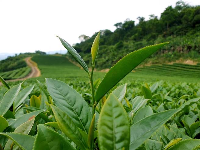 44岁的林立伟为「玉露茶园」的茶二代，与38岁的弟弟林承伟联手经营，茶园种植面积约5公顷，为国内有机茶品质评鑑竞赛常胜军，堪称有机茶王代名词。（玉露茶园提供／吴佩蓉宜兰传真）