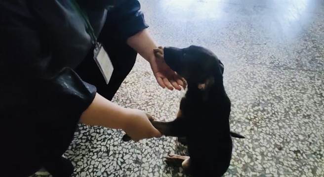 动植物防疫所工作人员指出，被丢弃的狗很撒娇，喜欢与人接触，吁民眾不要随意弃养狗。（民眾提供／吴佩蓉宜兰传真）