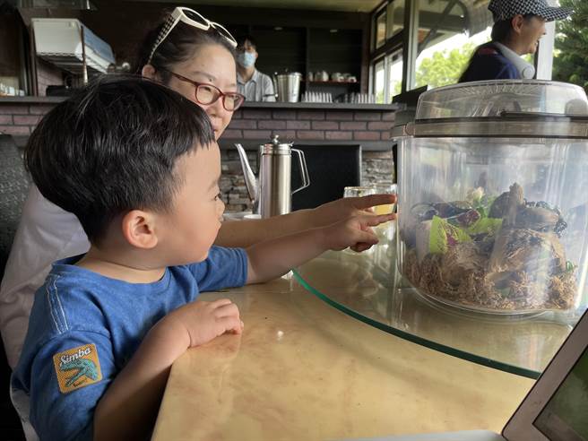 甲虫标本相当受到孩子欢迎。（陈梦茹摄）