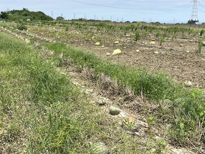 农业局初步统计西瓜被害面积约60公顷，损害程度约25％。（台中市政府提供）