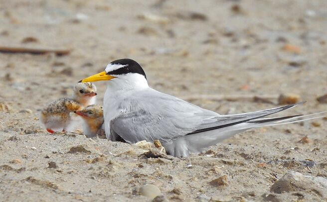 小燕鷗親鳥與雛鳥。（海洋保育署提供／林瑞益高雄傳真）