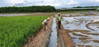 1期稻作順利 台南市2期稻作4萬多公頃6月中起陸續供灌