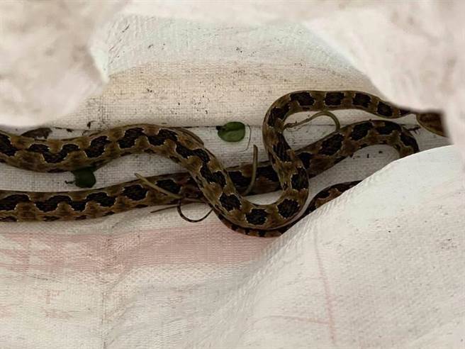 80岁李姓老翁遭到有毒的龟壳花咬伤，因当下不确定蛇类品种，他徒手把蛇装进肥料袋后挂急诊求助。（耕莘医院提供／李奇叡新北传真）