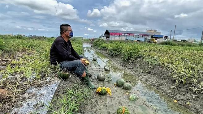 农业大县彰化连日遭豪雨袭击农灾不断，鹿港有一处9.6公顷的小玉西瓜田一夕之间全泡烂，超过48万台斤的小玉西瓜无一幸免瓜农欲哭无泪。(民眾提供／吴建辉彰化传真)