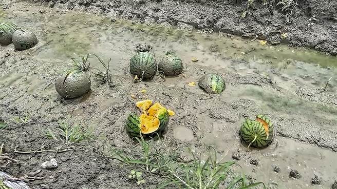 整个瓜田9.6公顷全泡烂只能丢掉，一分地收成5000台斤来算，等于有超过48万台斤的西瓜都烂了，农民欲哭无泪。(民眾提供／吴建辉彰化传真)