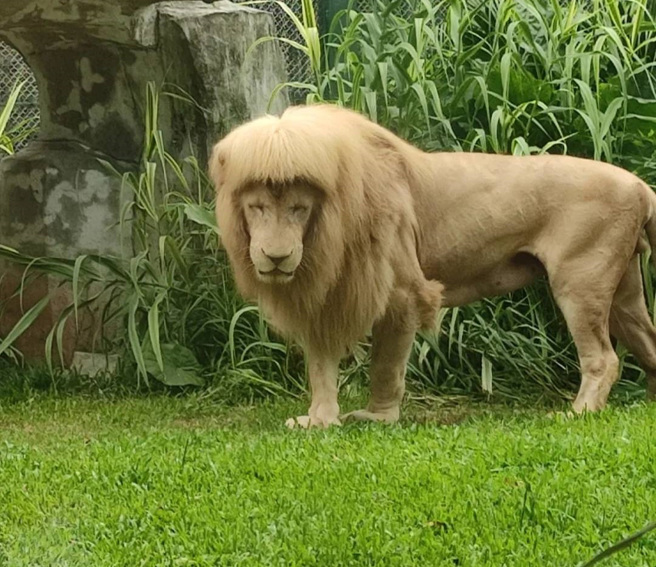 大陸廣州動物園有一隻雄獅，因為留著齊瀏海而爆紅，吸引許多遊客前去朝聖。(圖/翻攝自小紅書)