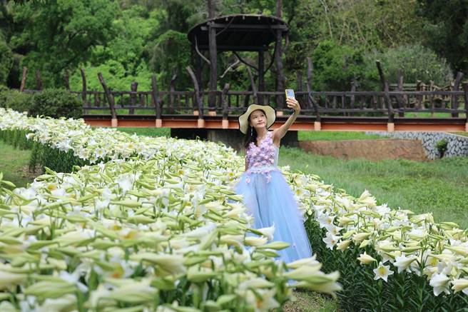 金門植物園生態河道旁1萬5000朵鐵炮百合，在南風輕拂中搖曳生姿。（金門縣林務所提供）