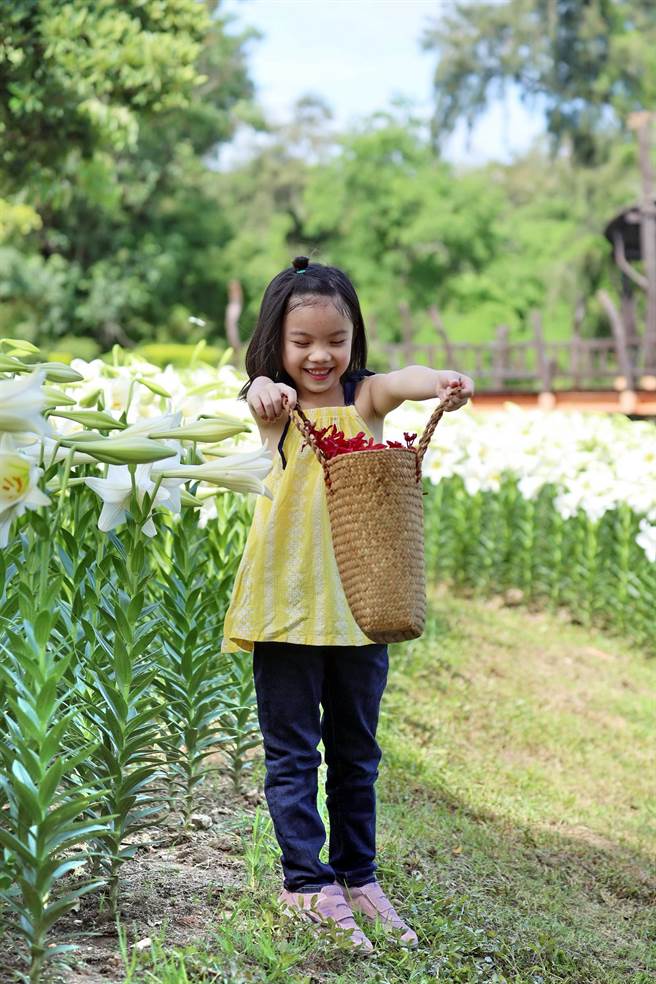 百合花期落在端午佳節，正是親子同遊的好時候。（金門縣林務所提供）