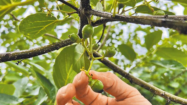 台南市东山区凹子脚为台湾破布子主产区之一，今年3月降雨不断，导致落果严重。（张毓翎摄）