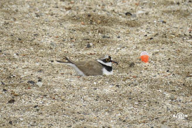 小环颈鸻到基隆和平岛公园沙滩区产卵。（和平岛公园及慢岛旅提供／陈彩玲基隆传真）