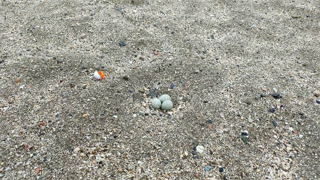 小环颈鸻到基隆和平岛公园沙滩区产卵。（和平岛公园及慢岛旅提供／陈彩玲基隆传真）