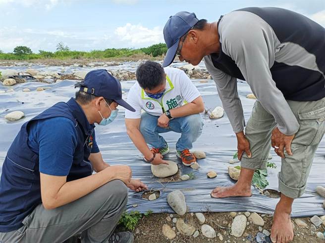 市议员施志昌31日会同台中市农业局至现场勘查冬瓜灾损，希望能纳入农灾现金补助。（陈淑娥摄）