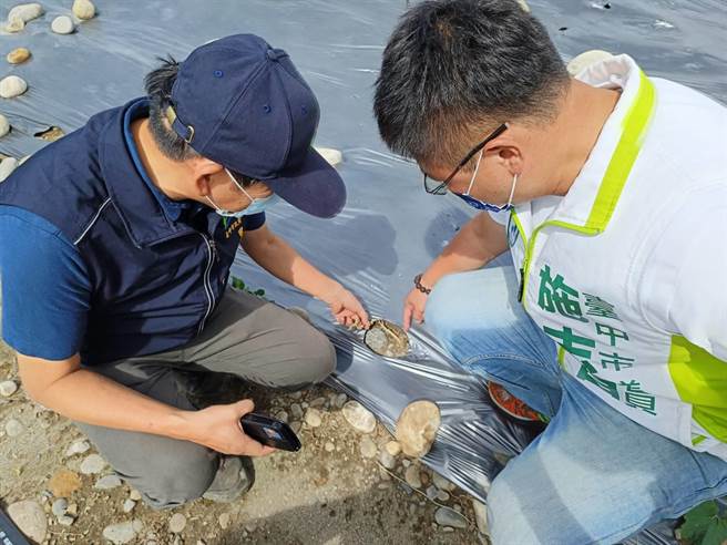 市议员施志昌31日会同台中市农业局至现场勘查冬瓜灾损，希望能纳入农灾现金补助。（陈淑娥摄）