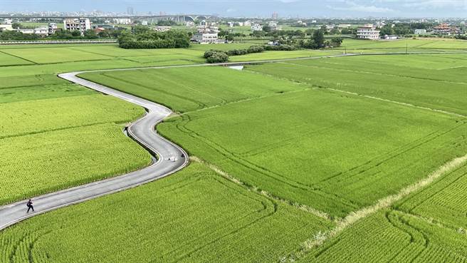 游客搭乘热气球，可俯视整片金黄色稻浪美景。（吴佩蓉摄）