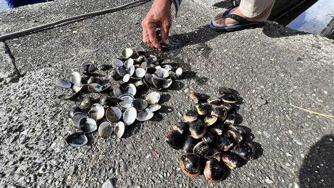近来天气变化剧烈，台南文蛤受损严重，渔民随意捞起一批，有6成都只剩空壳。（张毓翎摄）
