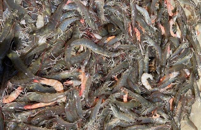 台南白虾收成也减少，有的甚至体色变白、变红，明显是生病死亡。（读者提供／张毓翎台南传真）