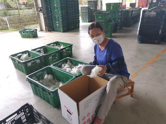 台南市南化区农会收购农友芭乐，近来因为量少，5月31日还有每台斤有23元行情。（刘秀芬摄）