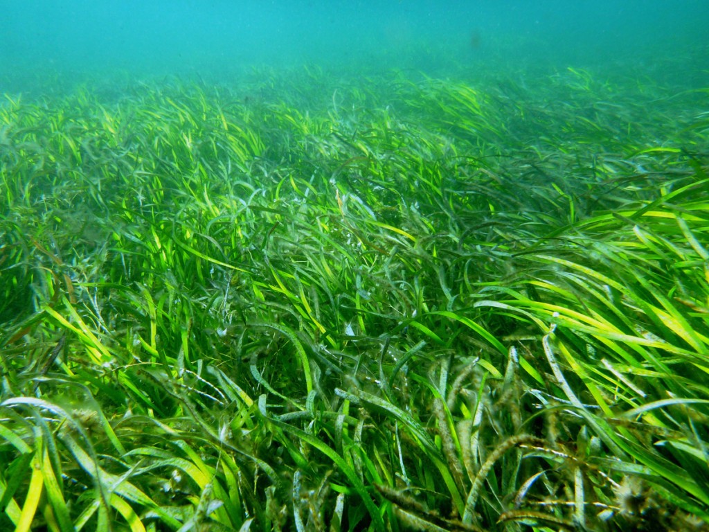 科学家发现，这种澳洲海神草竟然一整片都是同一株，面积广达200平方公里。图/英国皇家学会(photo:ChinaTimes)