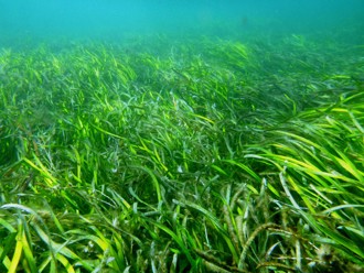 澳洲海岸發現世界最大海草  面積達到200平方公里
