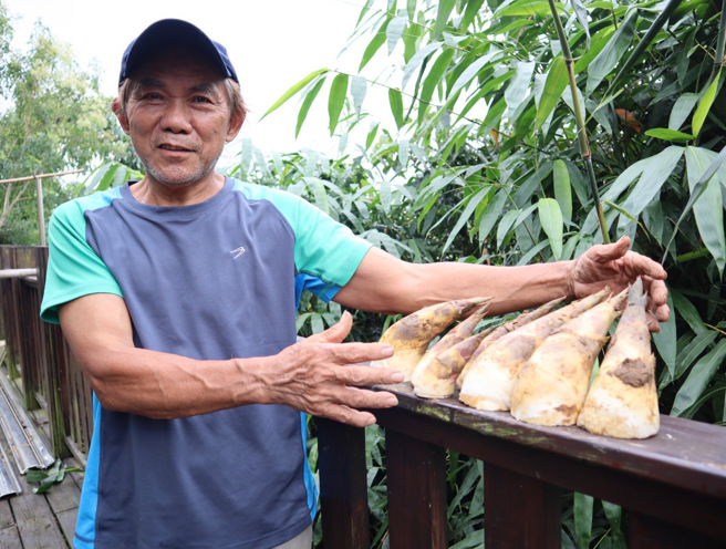 有「绿竹笋博士」之称五股笋农吴国池特别传授挑笋技巧。新北市政府提供