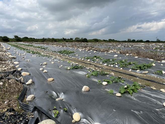 台中市龍眼、荔枝等作物，農民受災損害率如達20％以上，即日起至6月10日前申請現金救助。（台中市農業局提供／陳淑娥台中傳真）