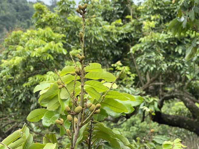 台中市龍眼、荔枝等作物，農民受災損害率如達20％以上，即日起至6月10日前申請現金救助。（台中市農業局提供／陳淑娥台中傳真）