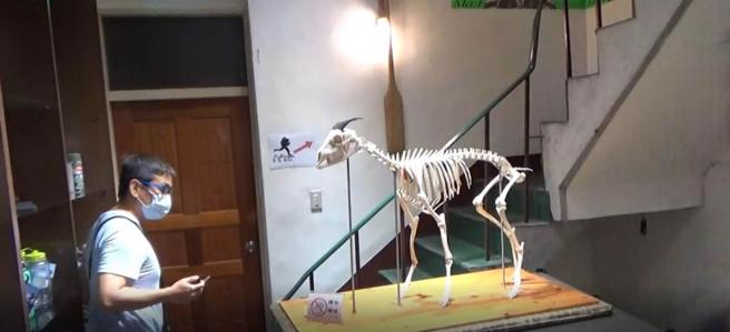  位于高雄市桃源区的农委会特生中心中海拔试验站，珍藏一座长鬃山羊骨骸标本3月间遭窃，警方锁定刘姓男子，前往刘男在台中市住处搜索，终于顺利找回标本。（图/ 中央社）