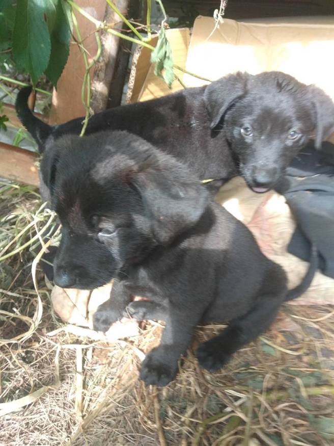 云林县口湖乡黄昏市场摊位陆续被丢弃20余只幼犬，装监视器逮人却无法可管。（刘姓民眾提供／张朝欣云林传真）